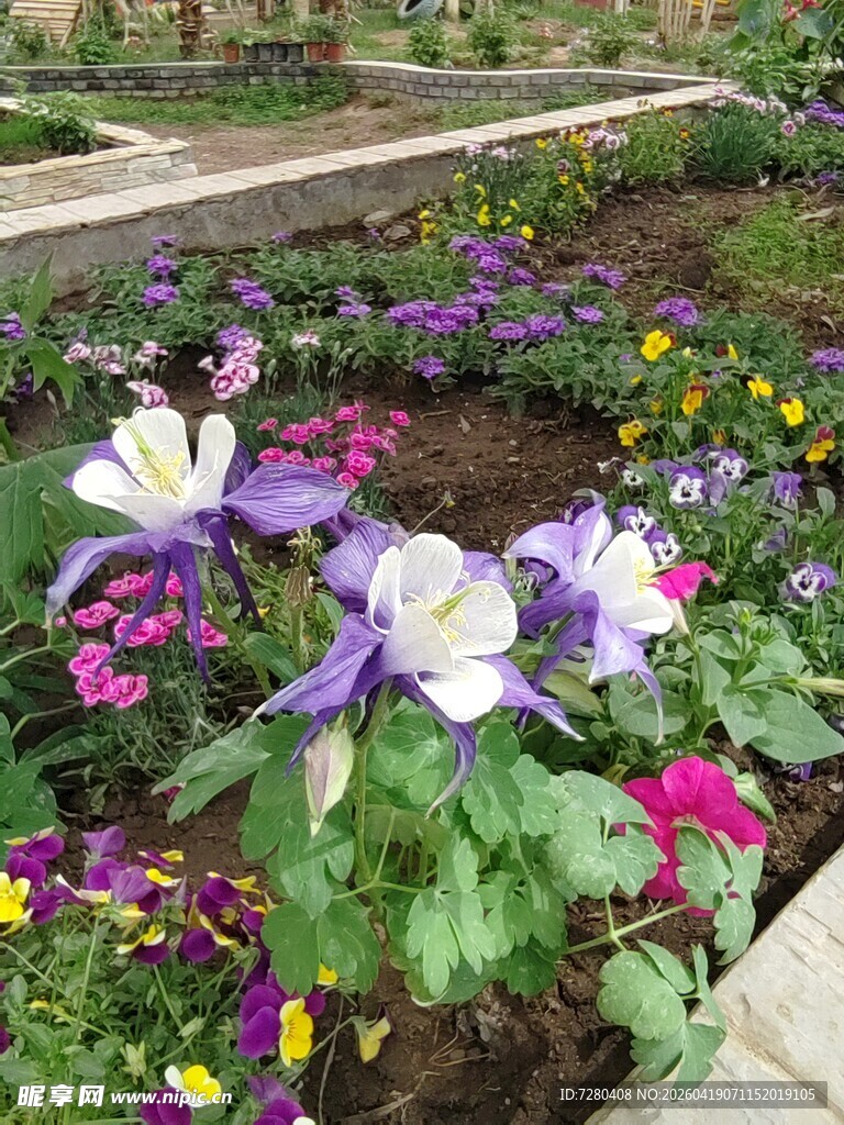 多彩花卉装点美丽花园