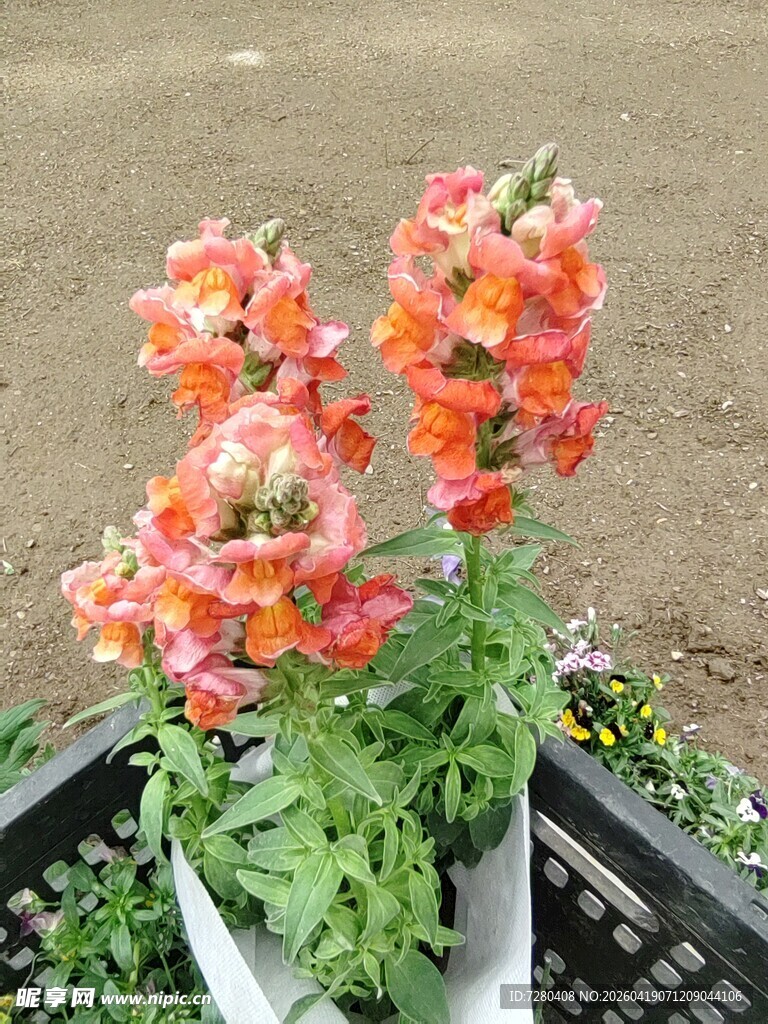 鲜艳金鱼草盆栽花卉