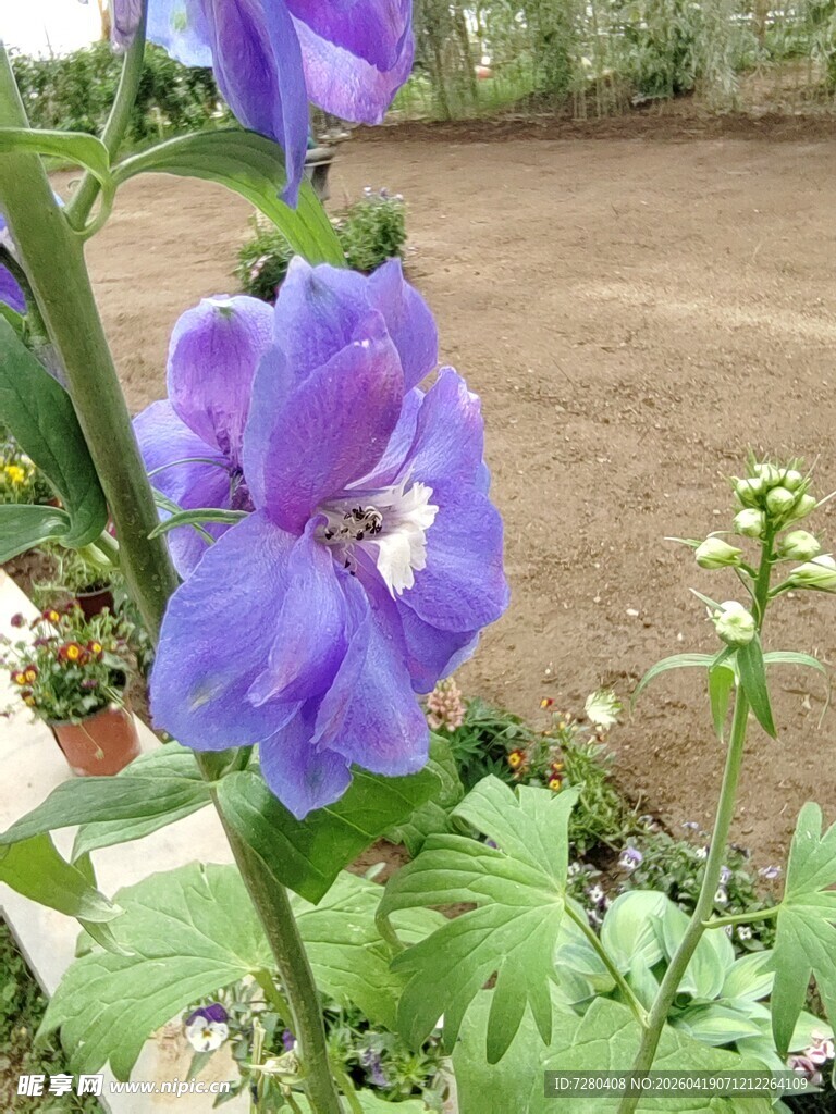 紫色翠雀花特写