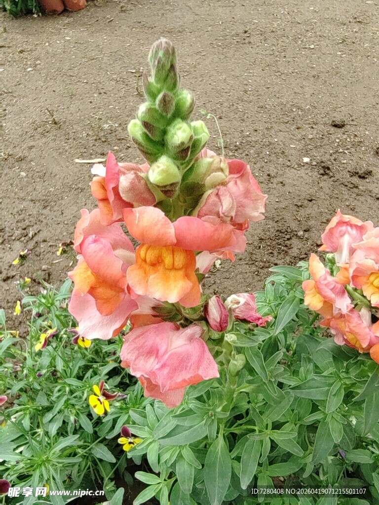 娇艳金鱼草绽放生机