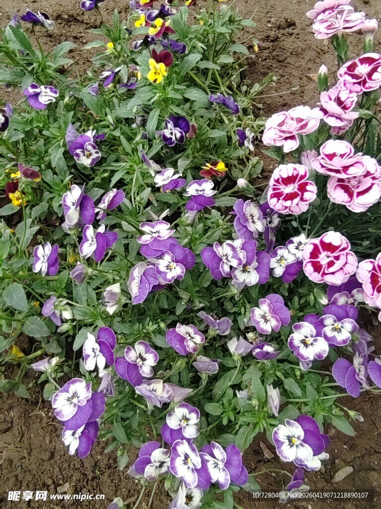 多彩三色堇绽放于花丛中