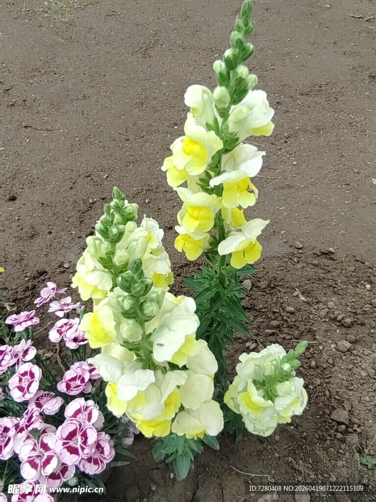 黄白金鱼草与粉花搭配