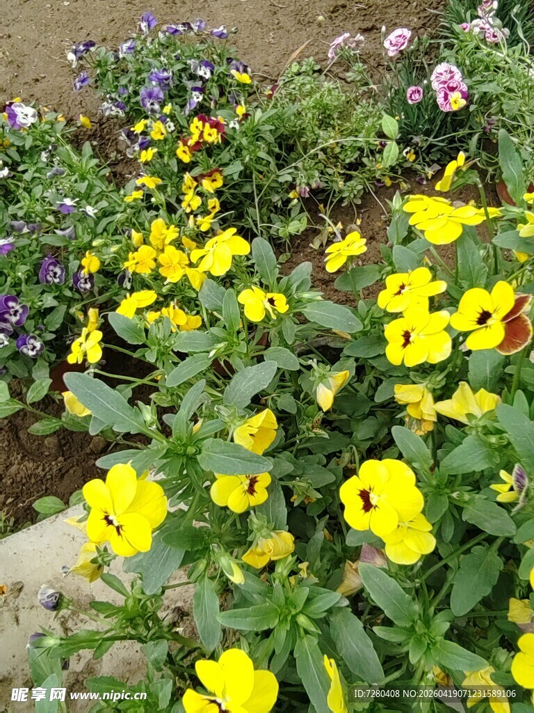 多彩三色堇绽放美丽花园