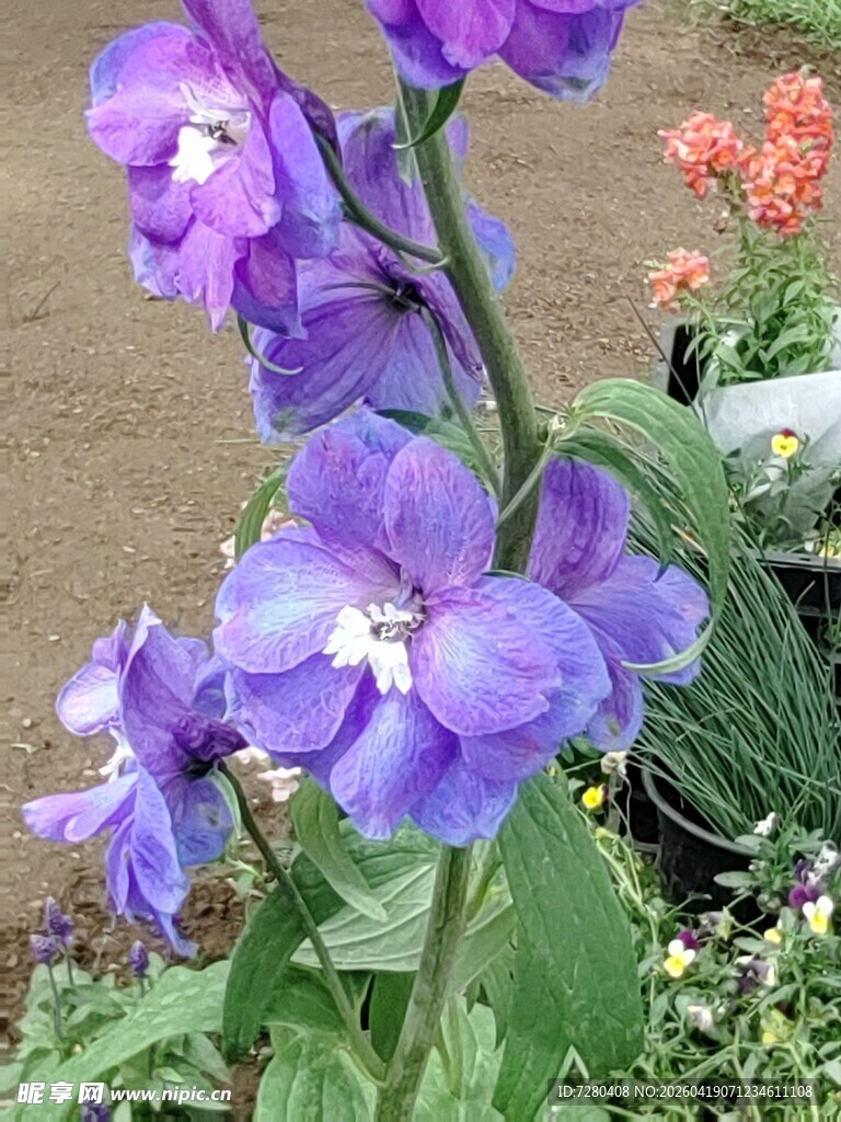 紫色飞燕草特写