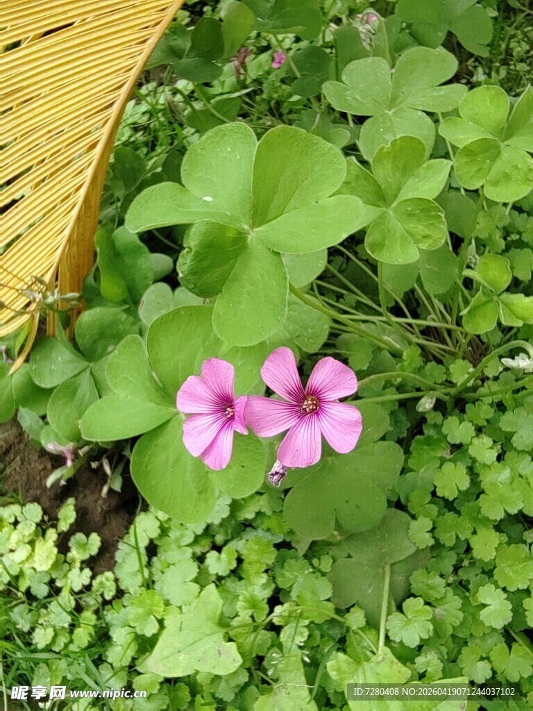 绿叶丛中的娇艳粉花