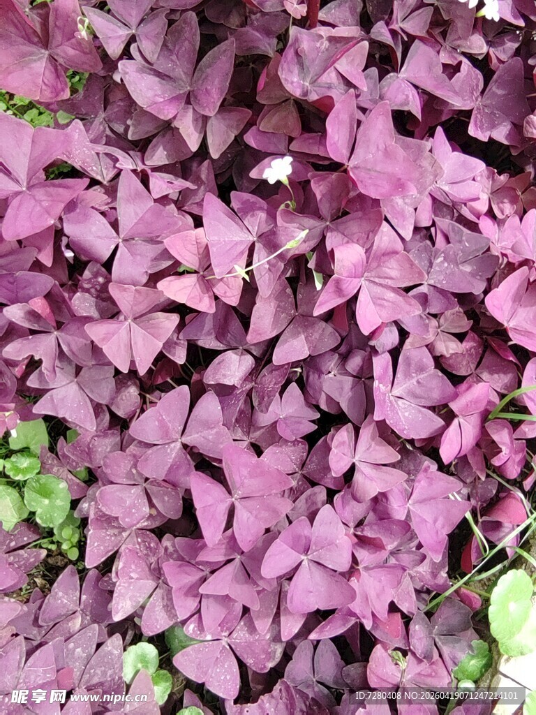 紫叶酢浆草特写
