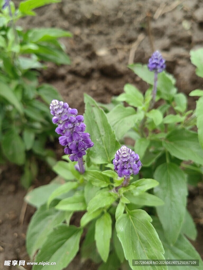 紫色罗勒植物特写