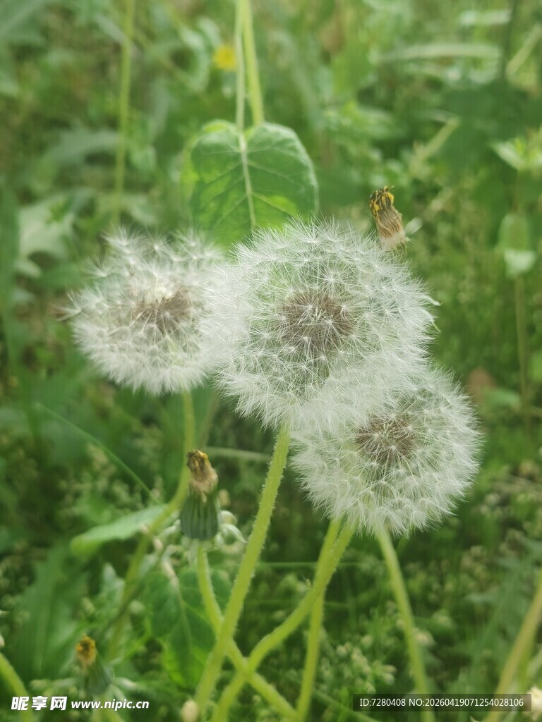 田野中的蒲公英球