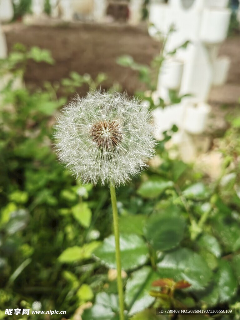 蒲公英绽放于绿叶间