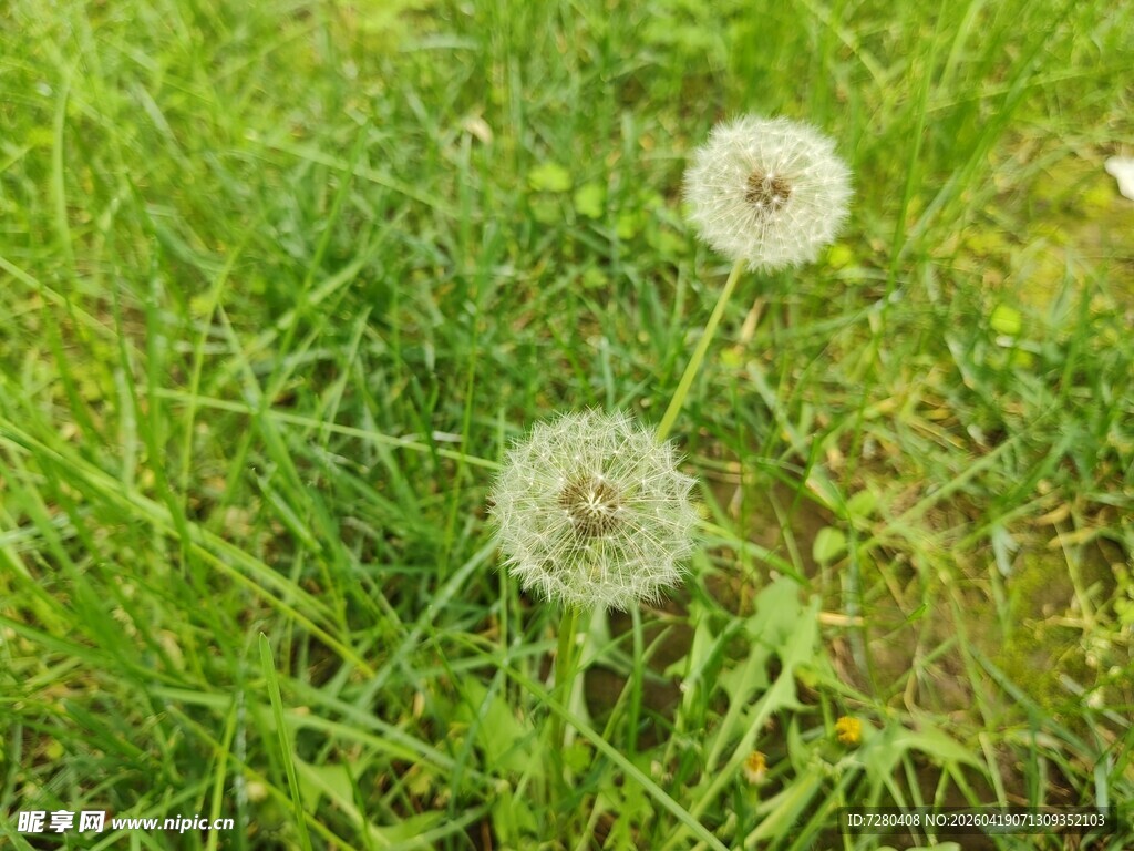 草地上的蒲公英