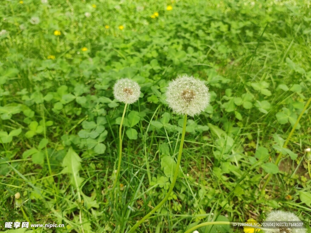 草地上的两朵蒲公英