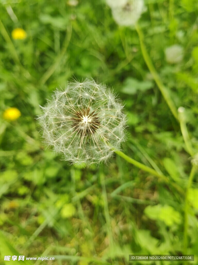 蒲公英特写