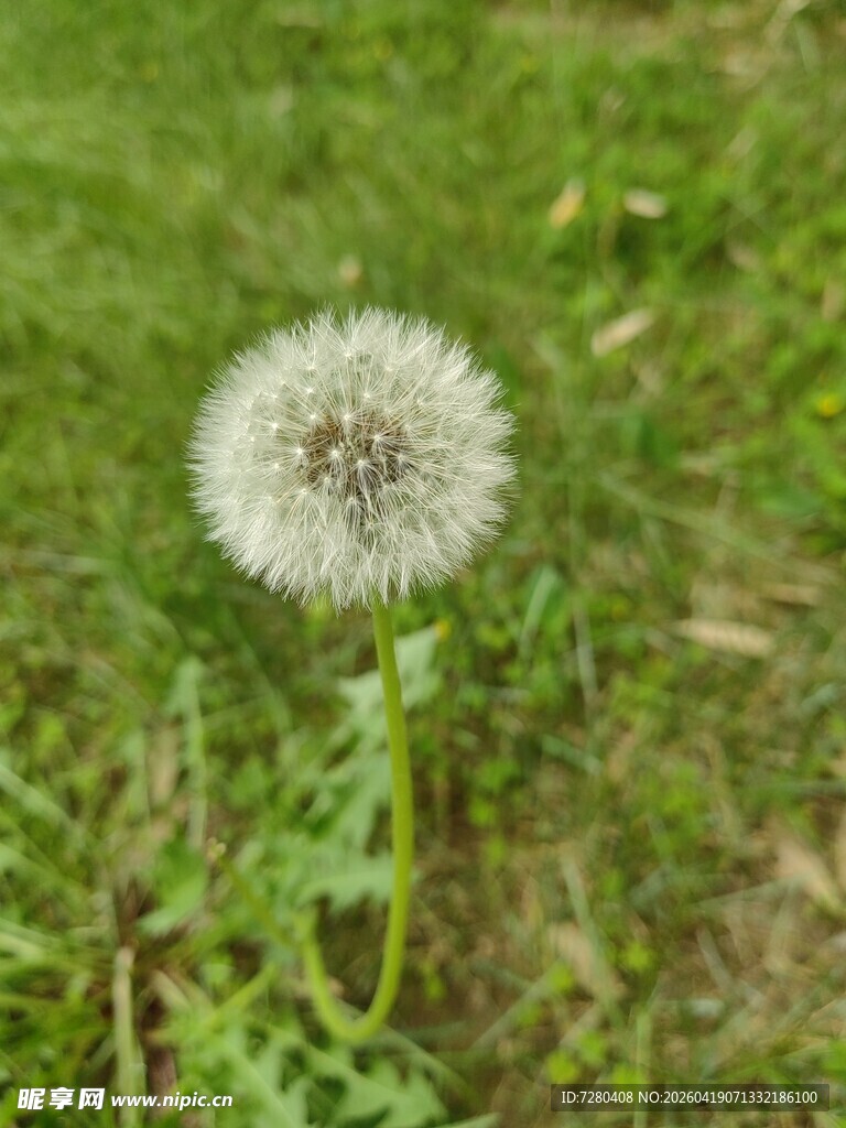 草地上的蒲公英