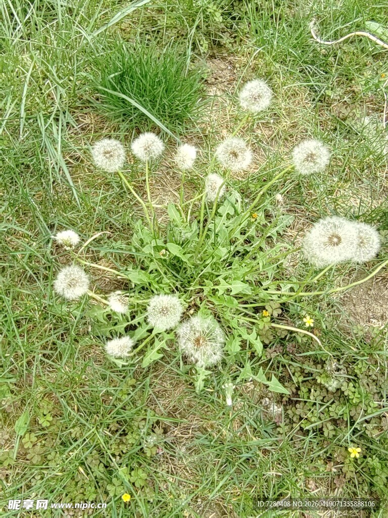 草地上的蒲公英花