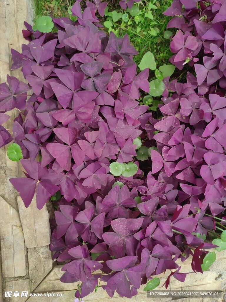 紫叶酢浆草特写