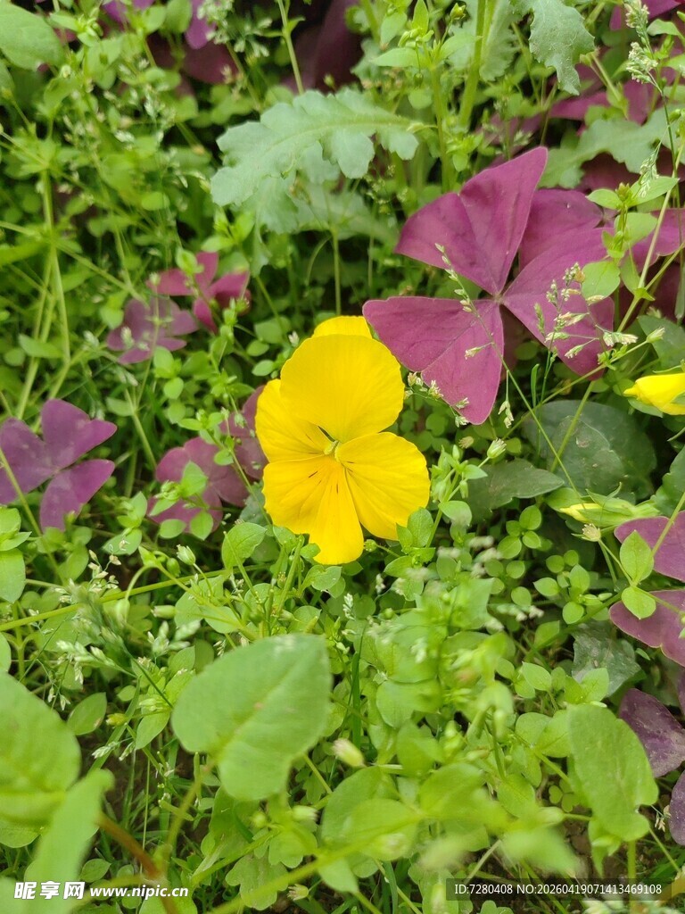 多彩花丛中的明艳黄花朵