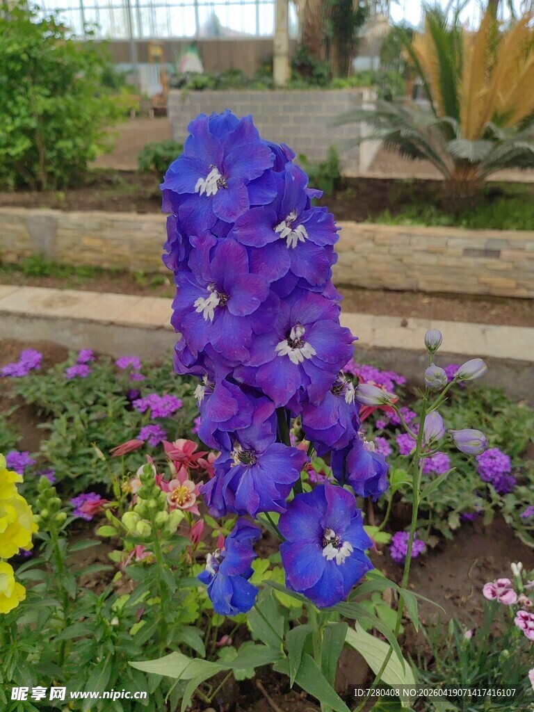 紫色飞燕草绽放于花丛