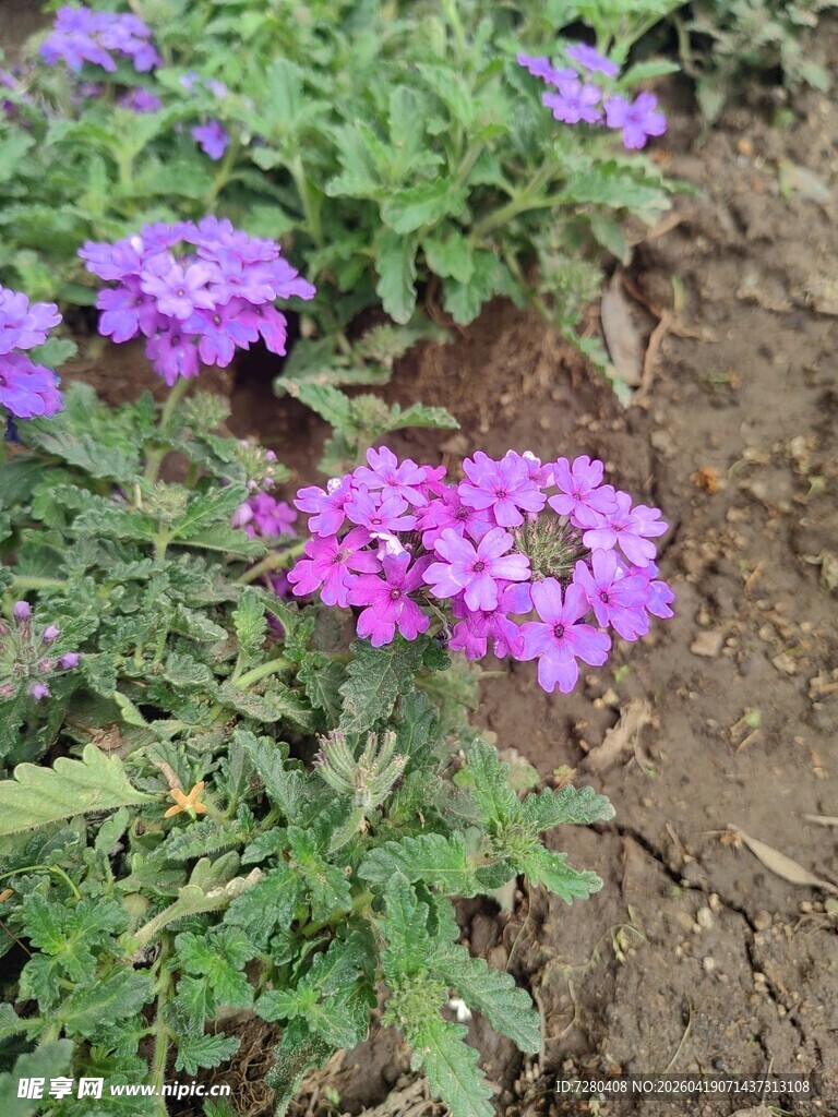 紫色小花绽放于泥土间