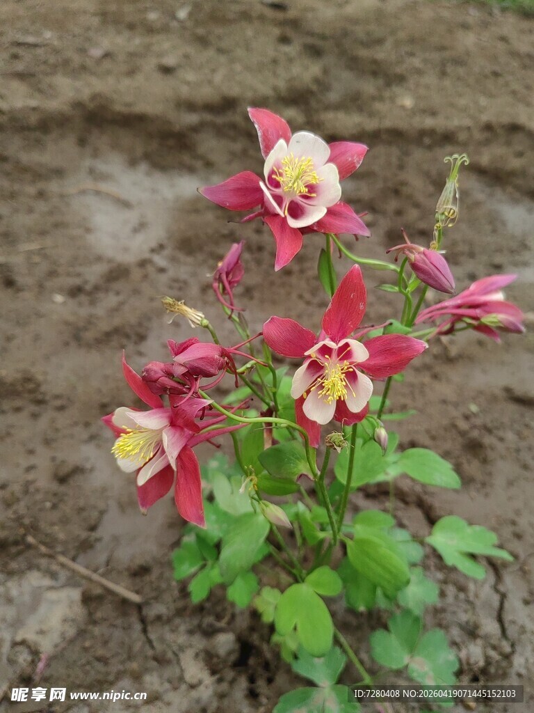 娇艳耧斗菜绽放于泥土间
