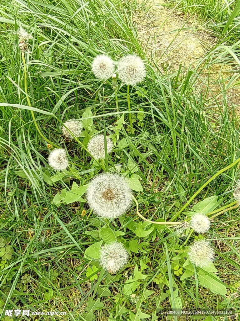 草地上的白色蒲公英