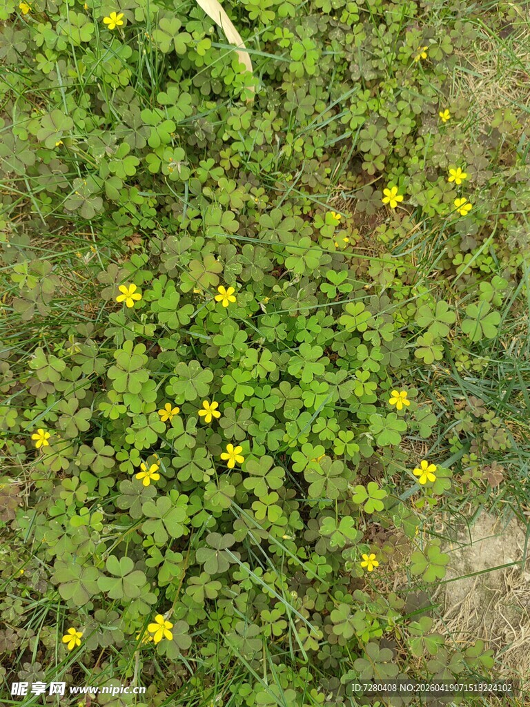 草地上的黄色小花绽放