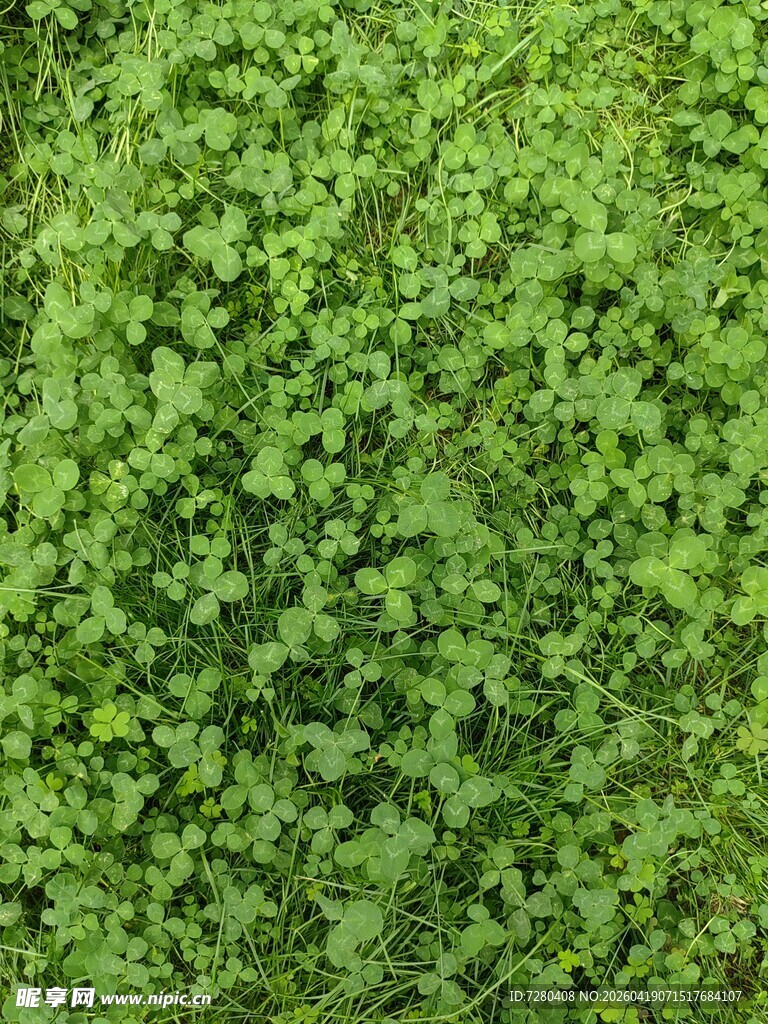 翠绿繁茂的绿叶植物背景