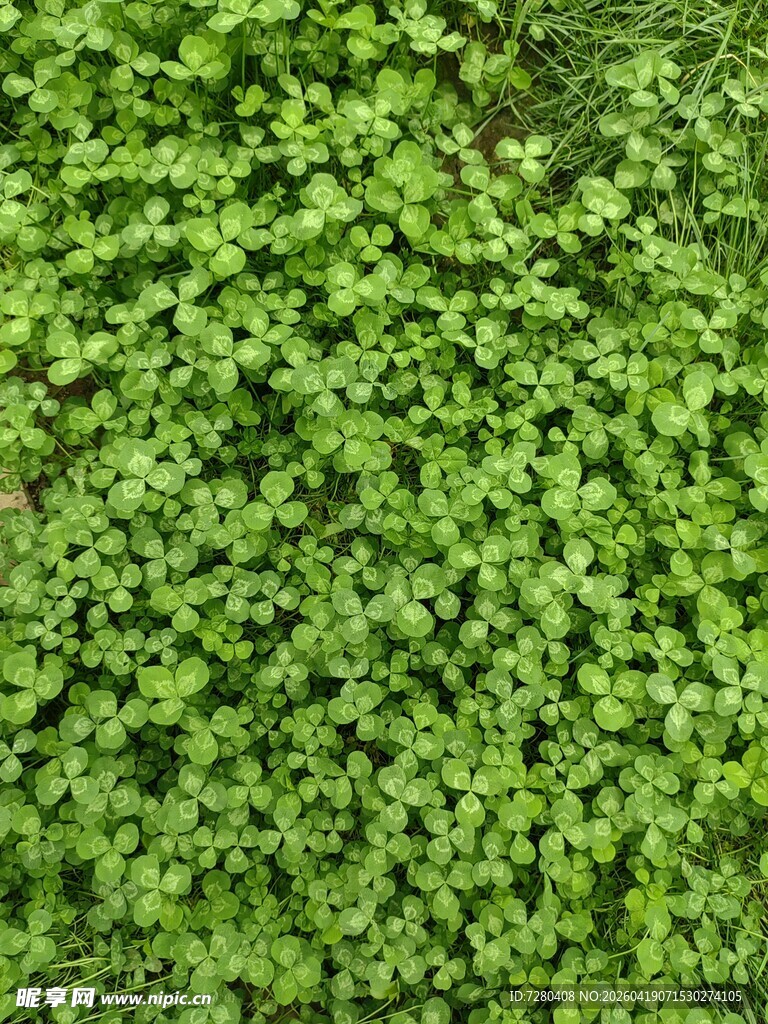 翠绿繁茂的爬藤植物