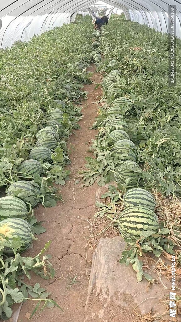 西瓜种植园的丰收景象