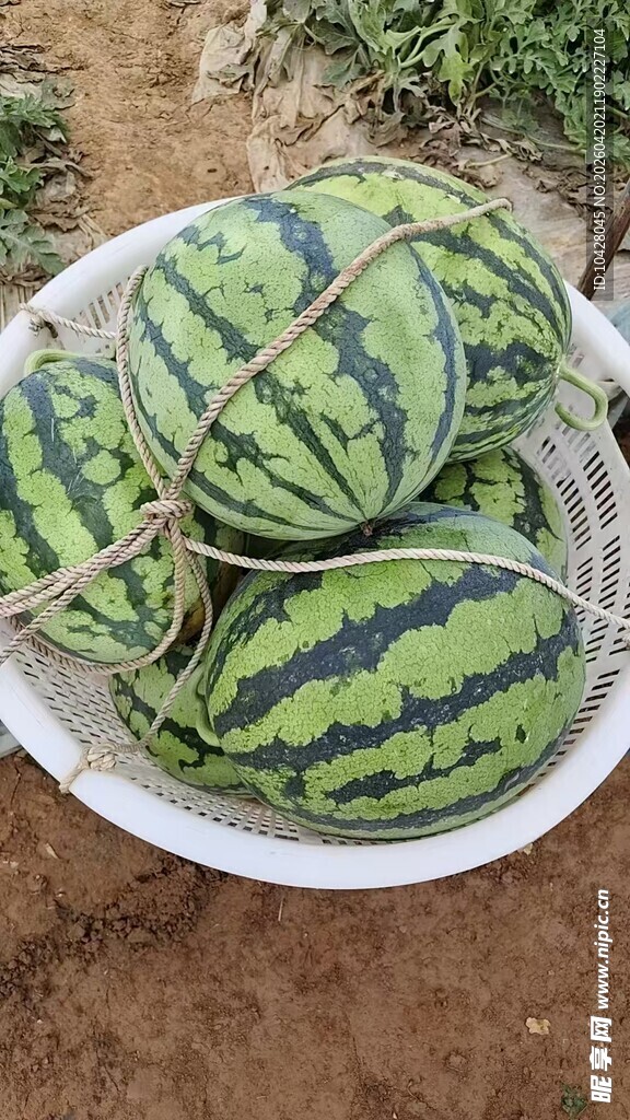 新鲜西瓜