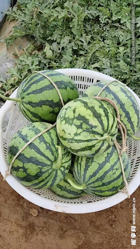 筐中新鲜西瓜