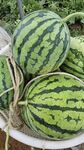 新鲜麒麟西瓜