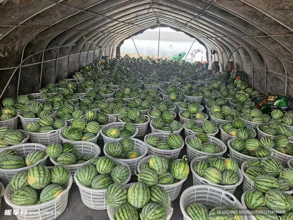 瓜棚内满是装筐的新鲜西瓜