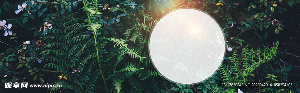 林间阳光穿透蕨类植物