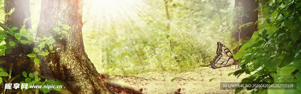 阳光洒落的静谧林间小道