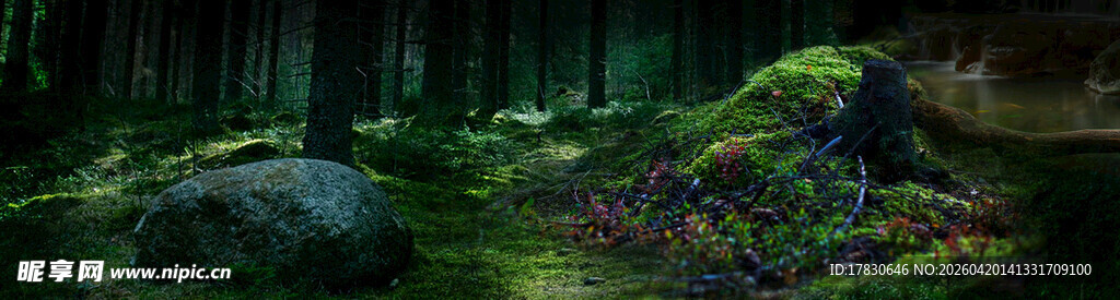 森林中的奇幻绿植景观