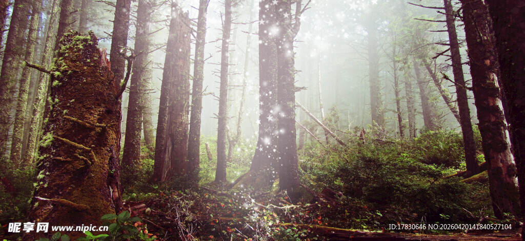 迷雾森林中的静谧林间小道