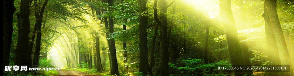 阳光穿透森林的静谧美景