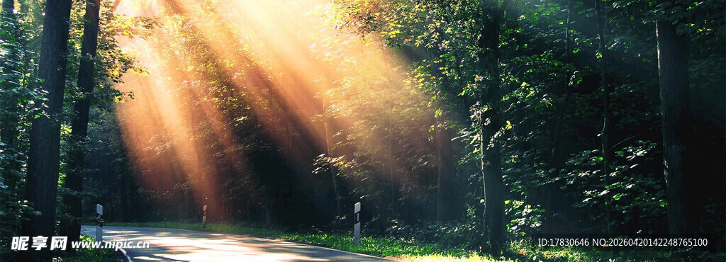 林间阳光洒落的静谧美景