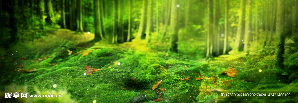 梦幻森林中的光影绿意