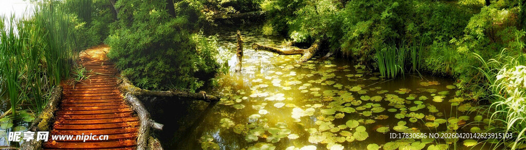 林间木栈道自然静谧之景