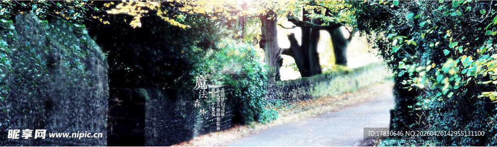 林间幽静小路