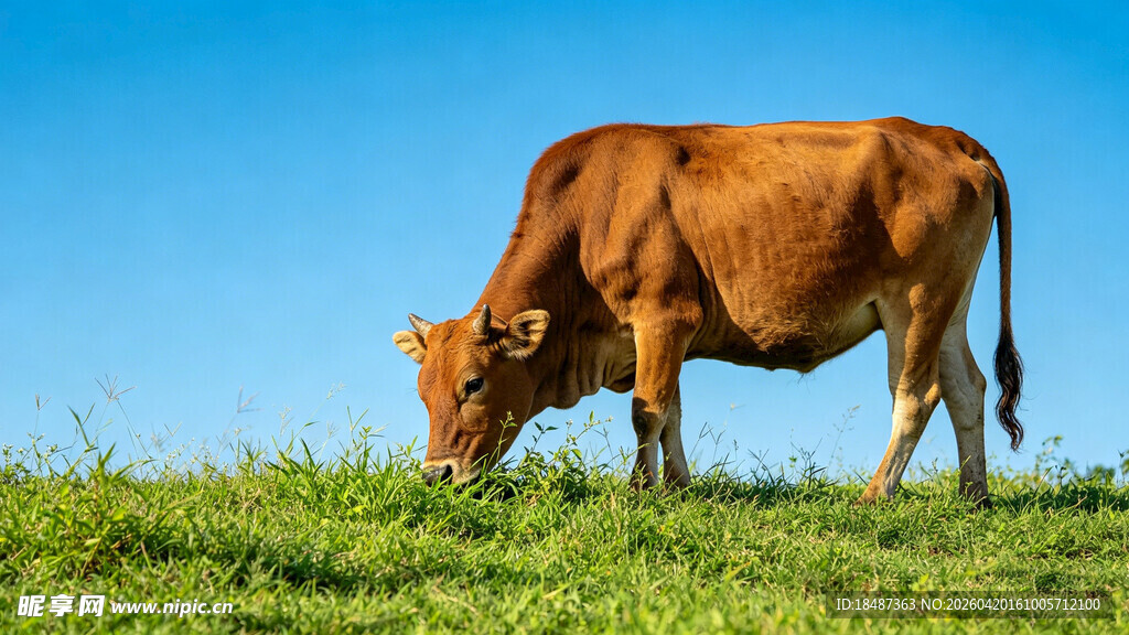 草原上的黄牛