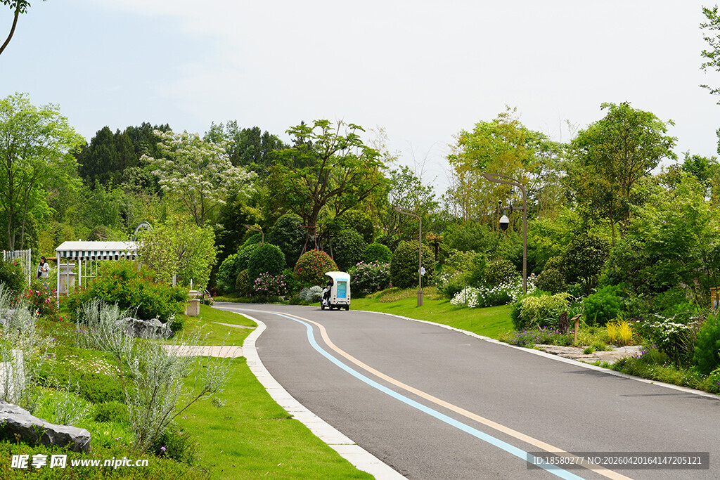 蜿蜒林荫路 清新自然景