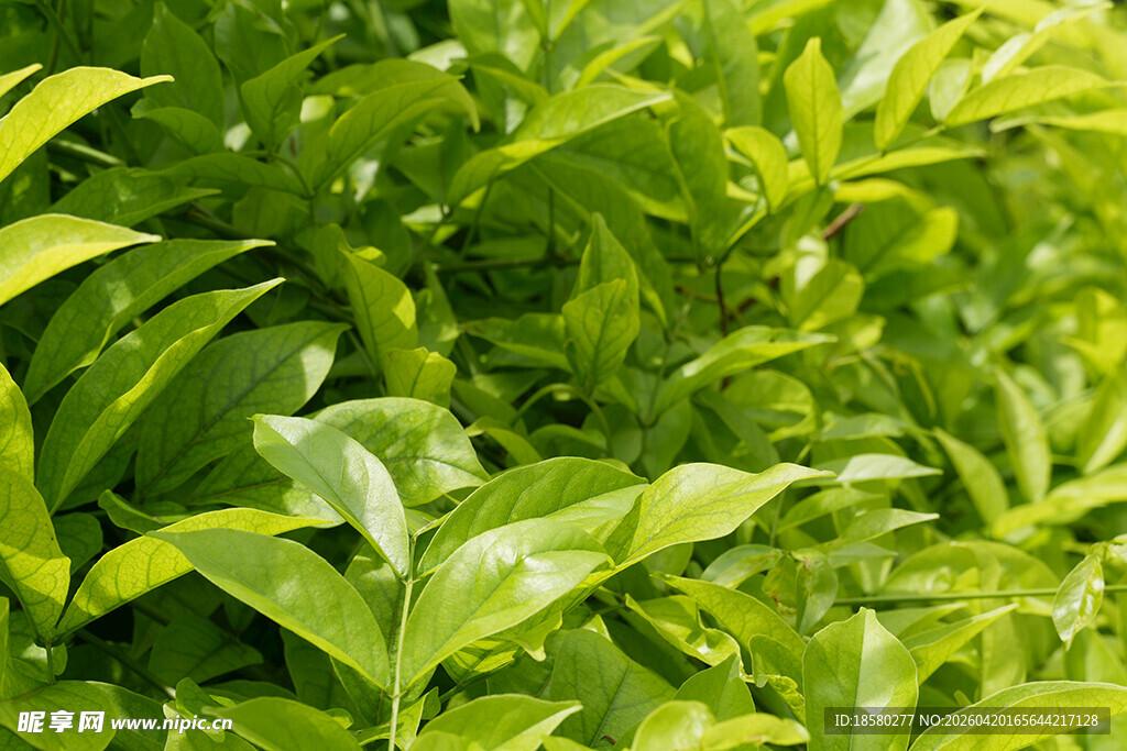 翠绿繁茂的植物叶片