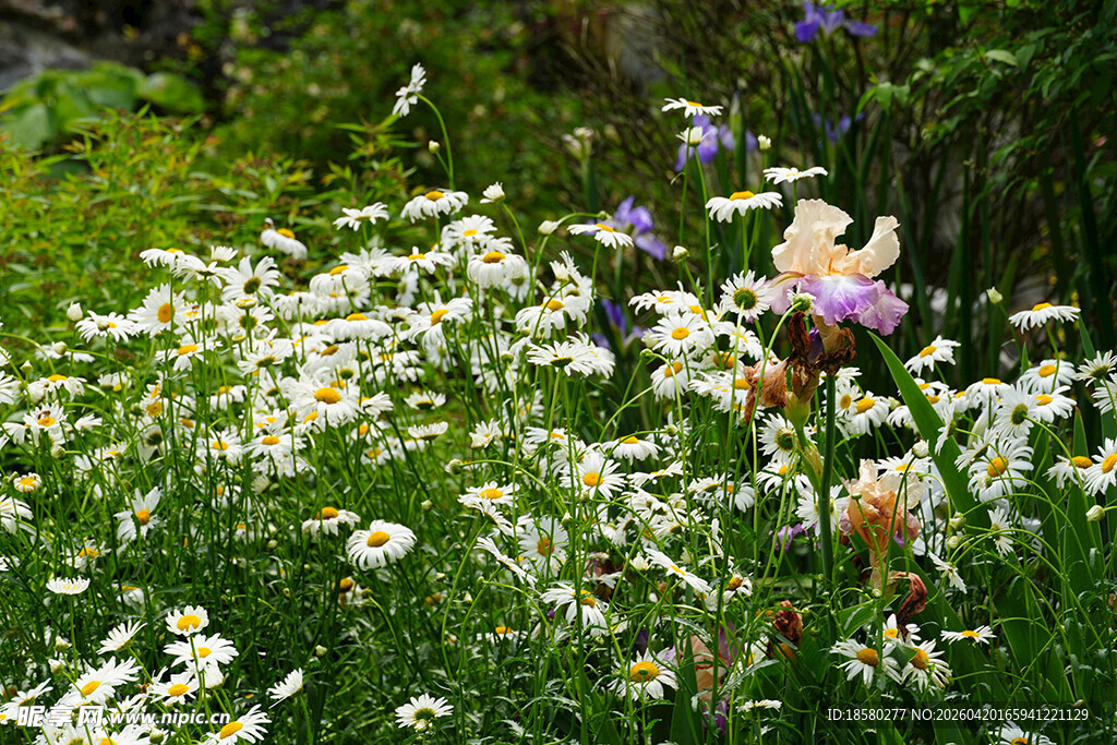 大滨菊 西洋滨菊 大白菊 