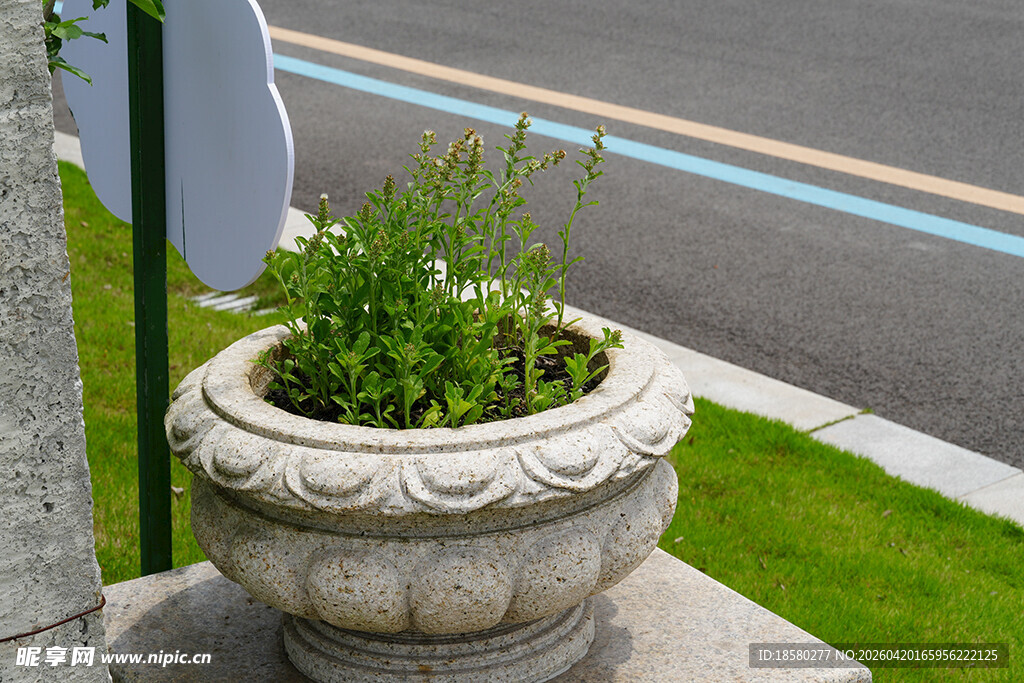 石制花盆中的翠绿植物