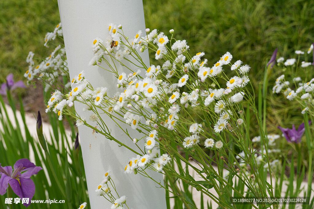 白色小花与紫色花卉相伴