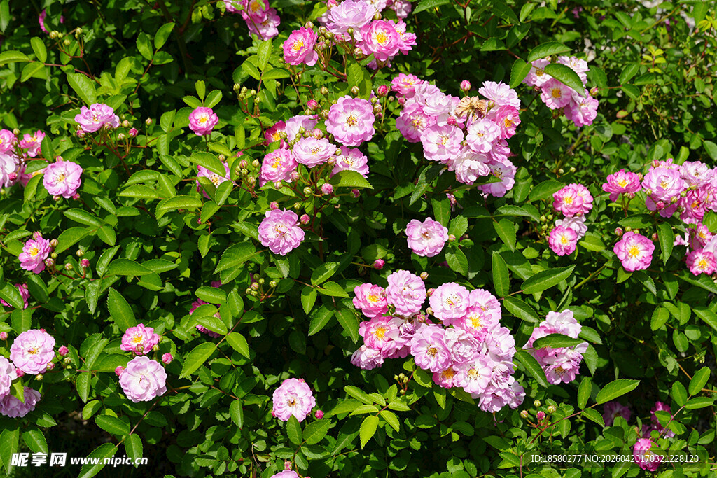 粉色蔷薇花丛绽放