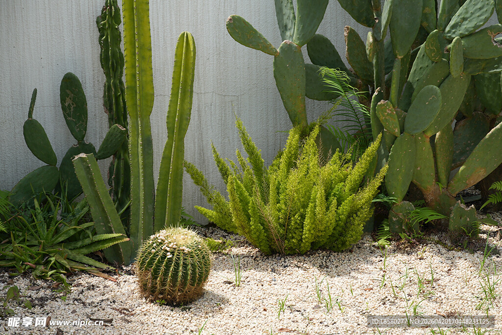 仙人掌绿植景观