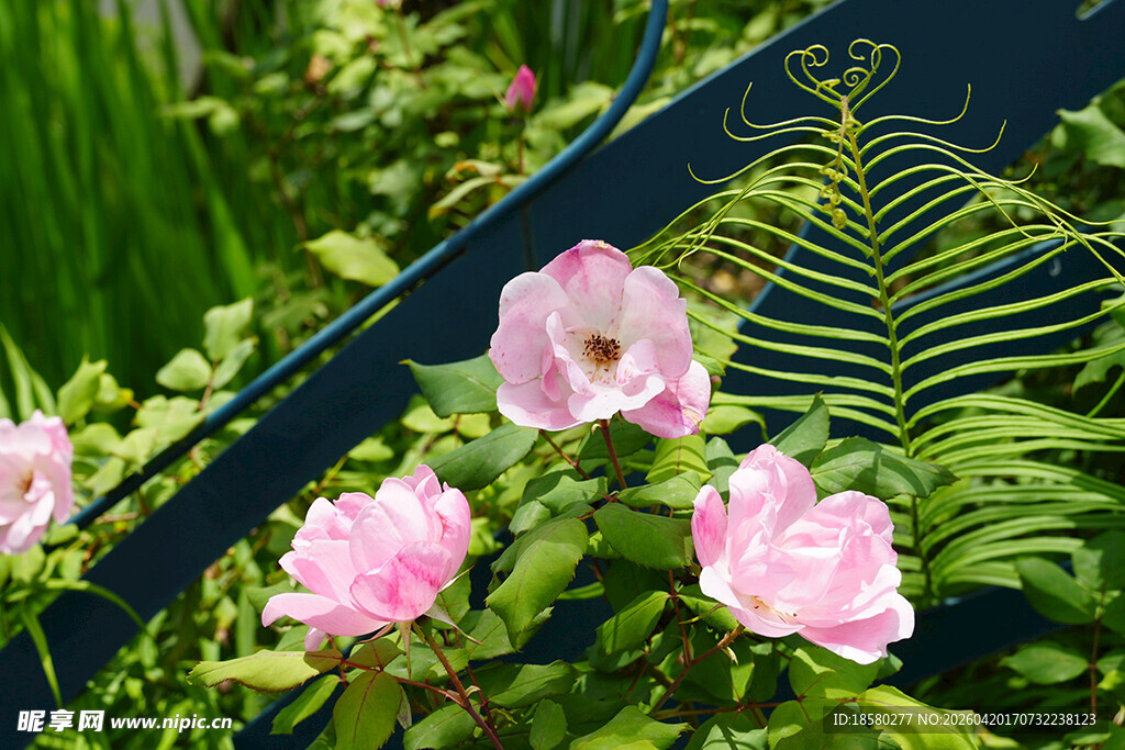 粉色花朵与翠绿植物